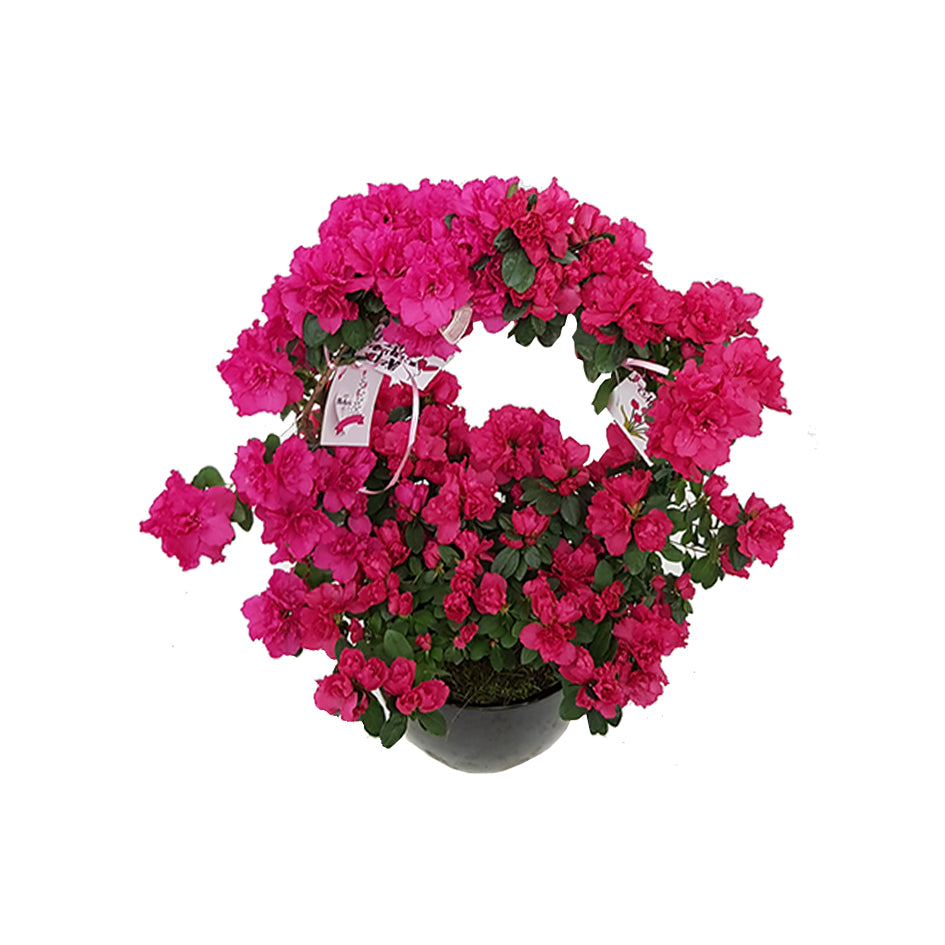 Azalea + Planter