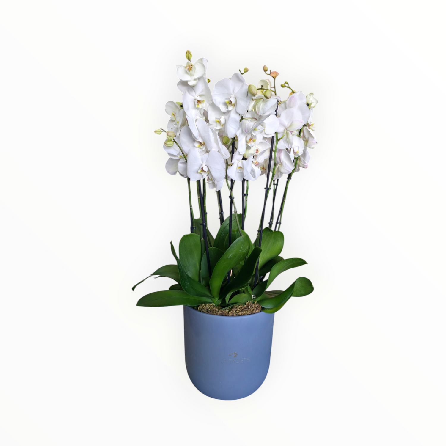 Plain Orchids