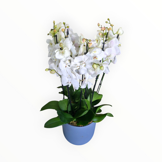 Plain Orchids
