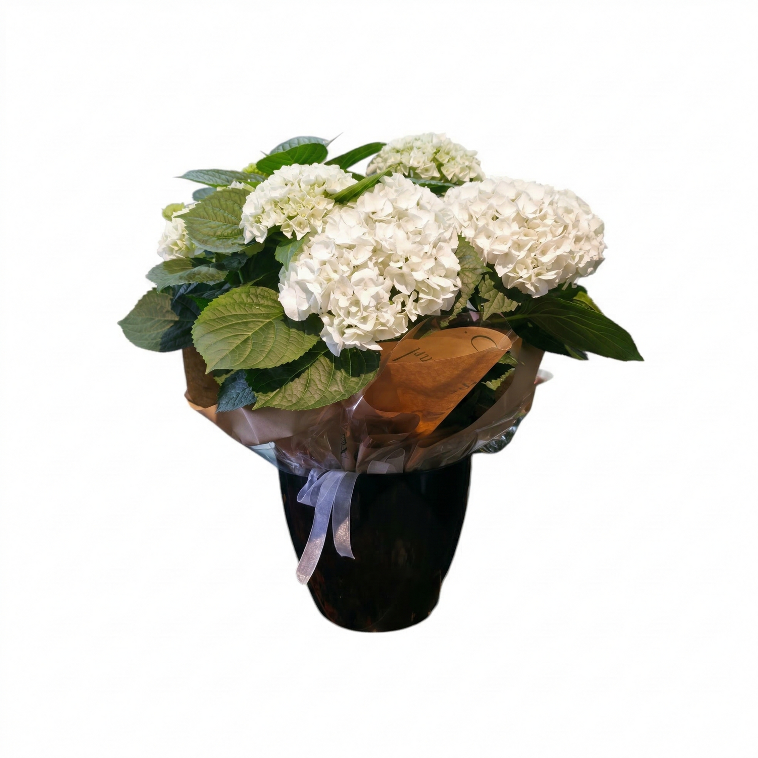 Hydrangea