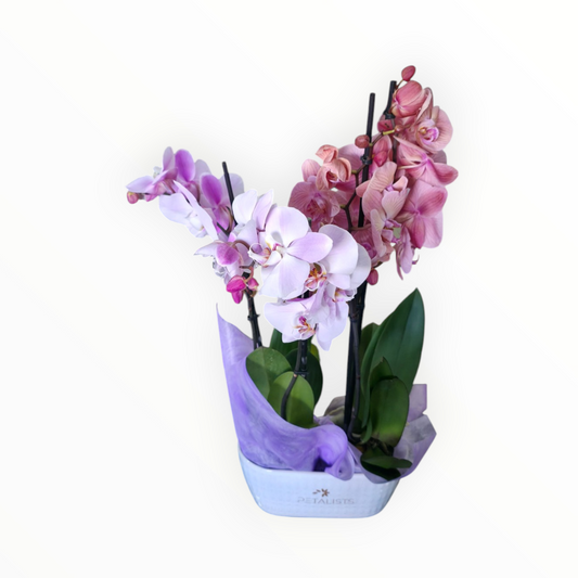 Duo Orchids