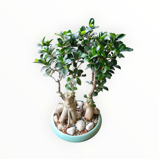 Ficus Circle