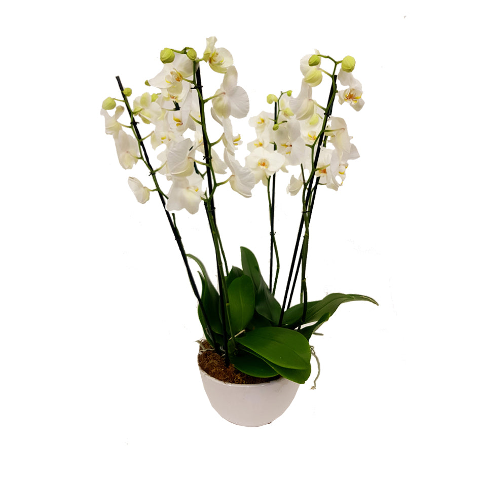 Moth Orchids White