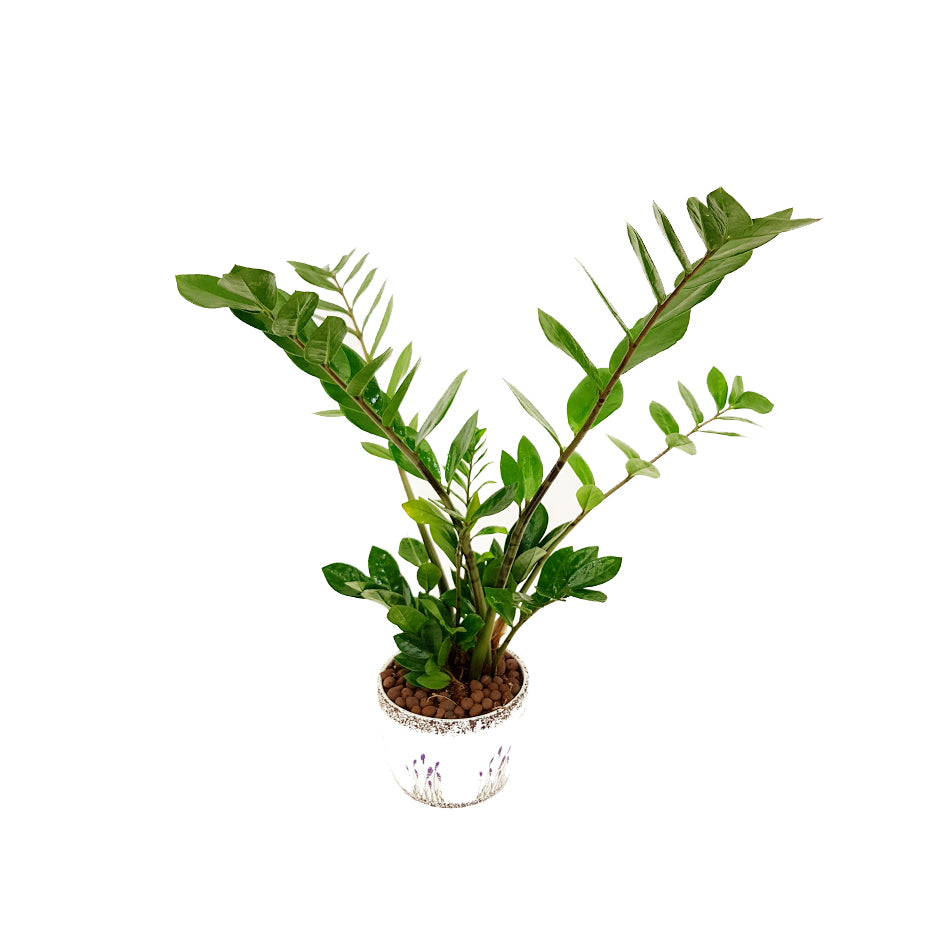 Zamioculcas