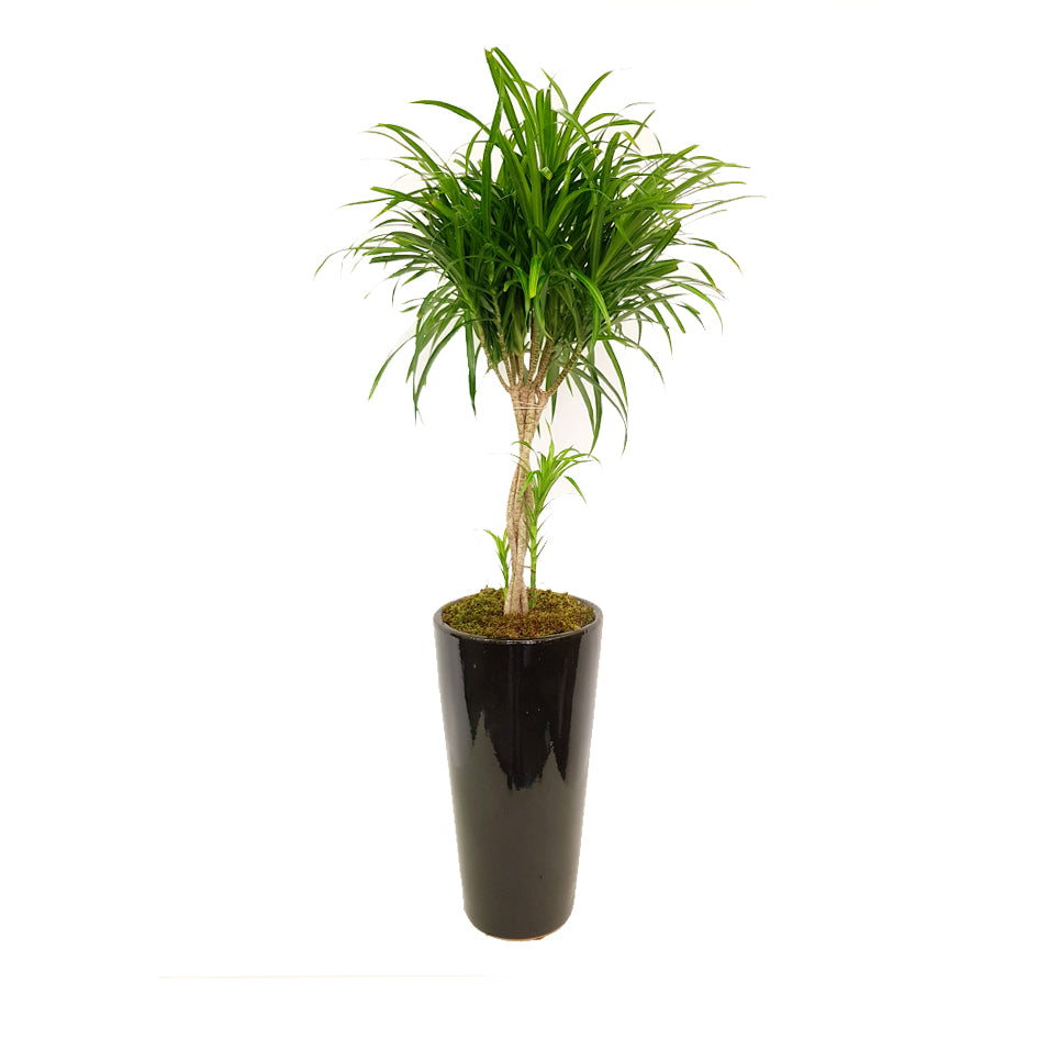Marginata