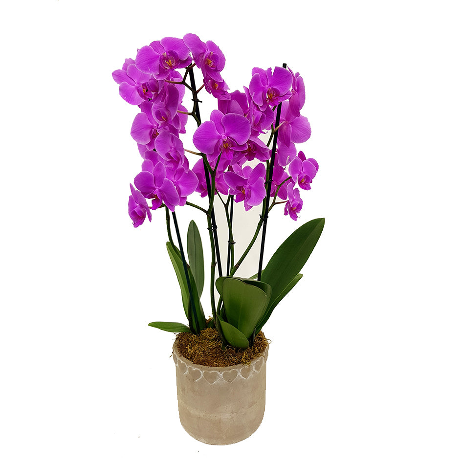 Moth Orchids
