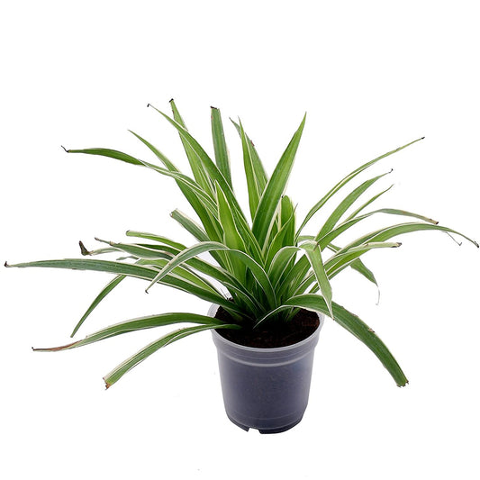Chlorophytum Comosum