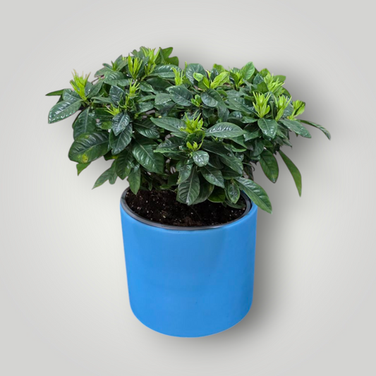 Gardenia