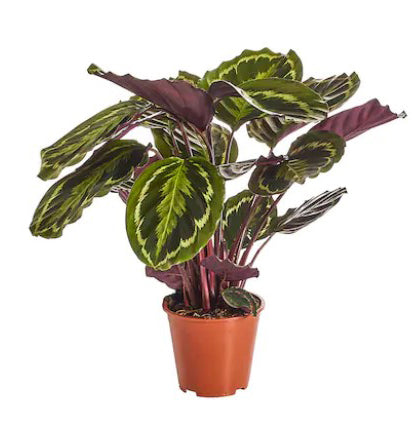 Calathea Medallion