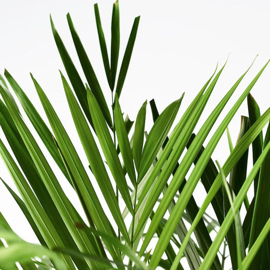 Areca Palm