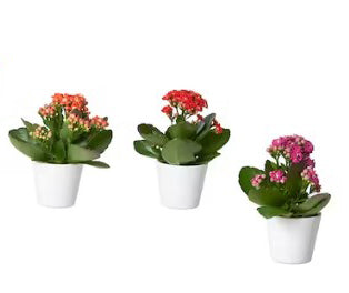 Kalanchoe