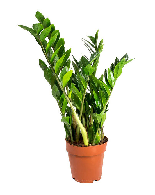 Zamia