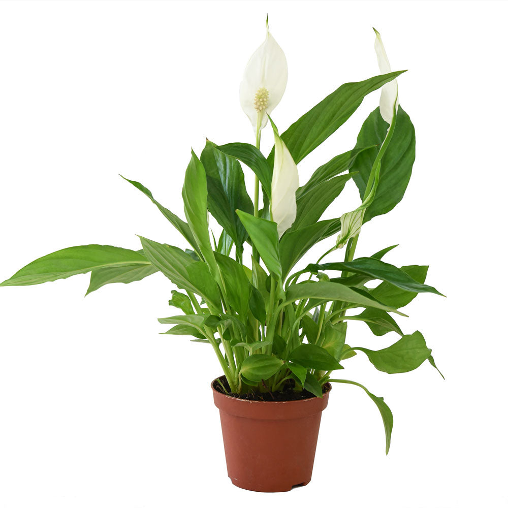 Spathiphyllum