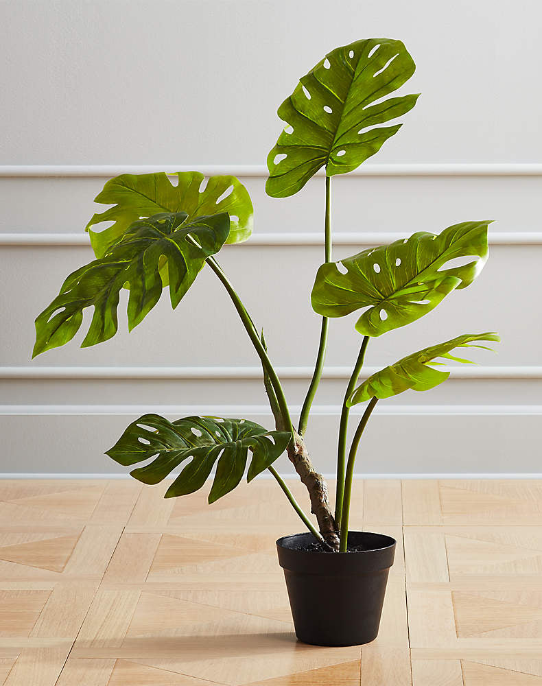 Monstera