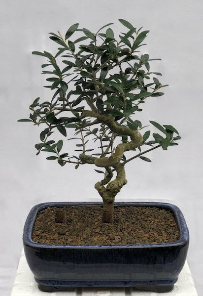 Olive Bonsai 2