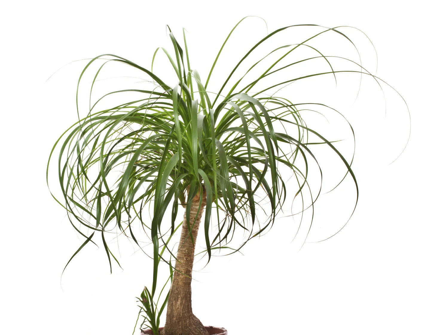 Beaucarnea