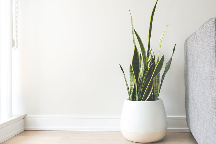 Live Plants