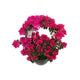Azalea + Planter