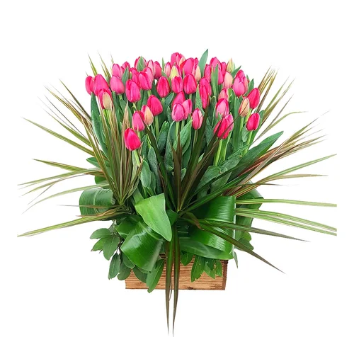 Raw Tulips