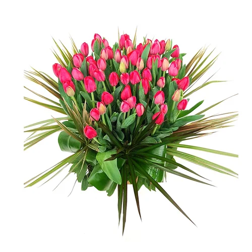 Raw Tulips