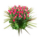 Raw Tulips