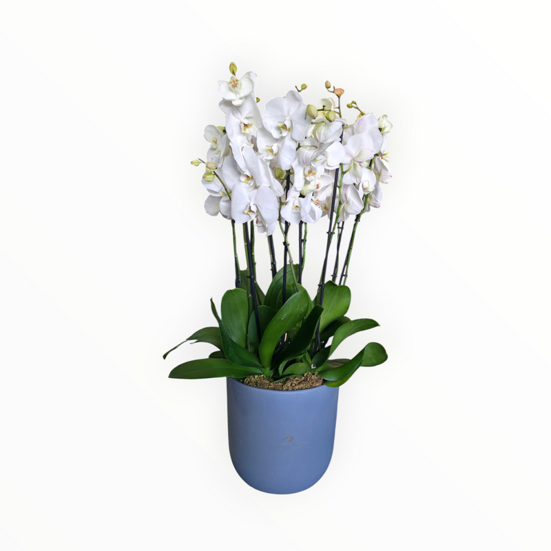 Plain Orchids