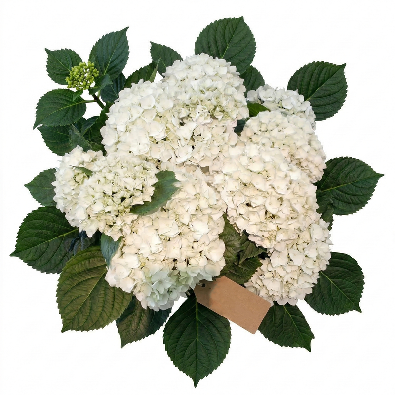 Hydrangea