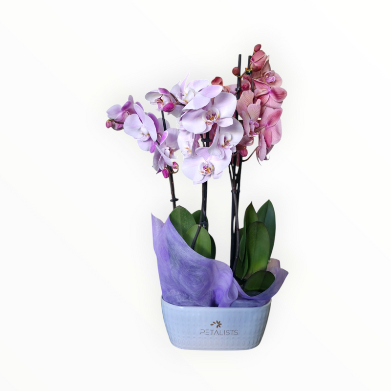 Duo Orchids