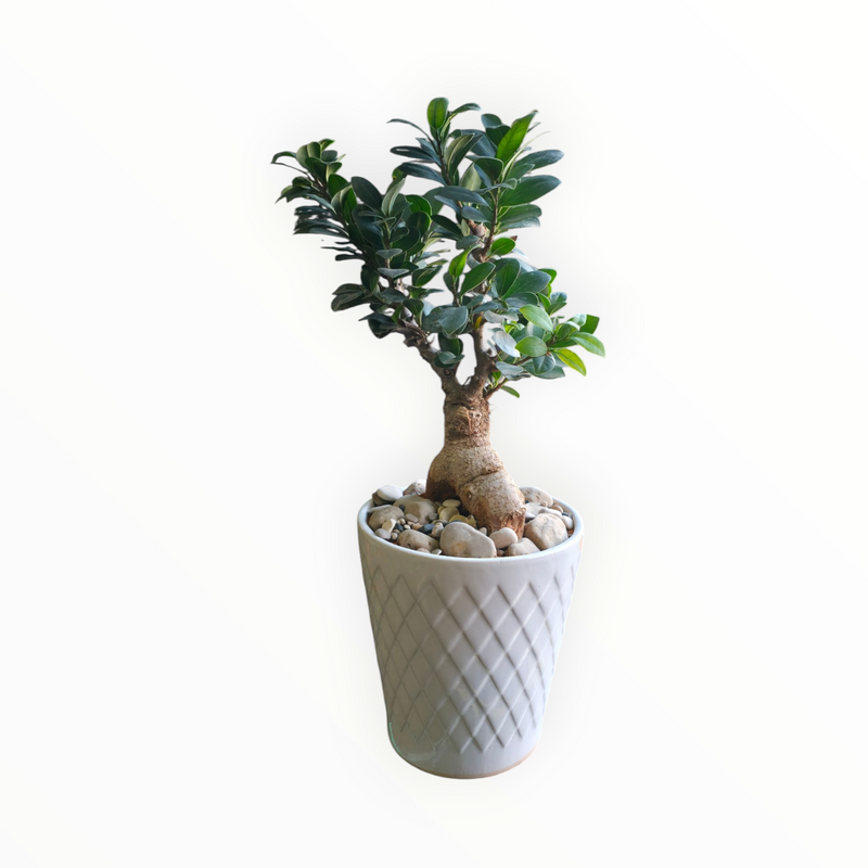 Ginseng White