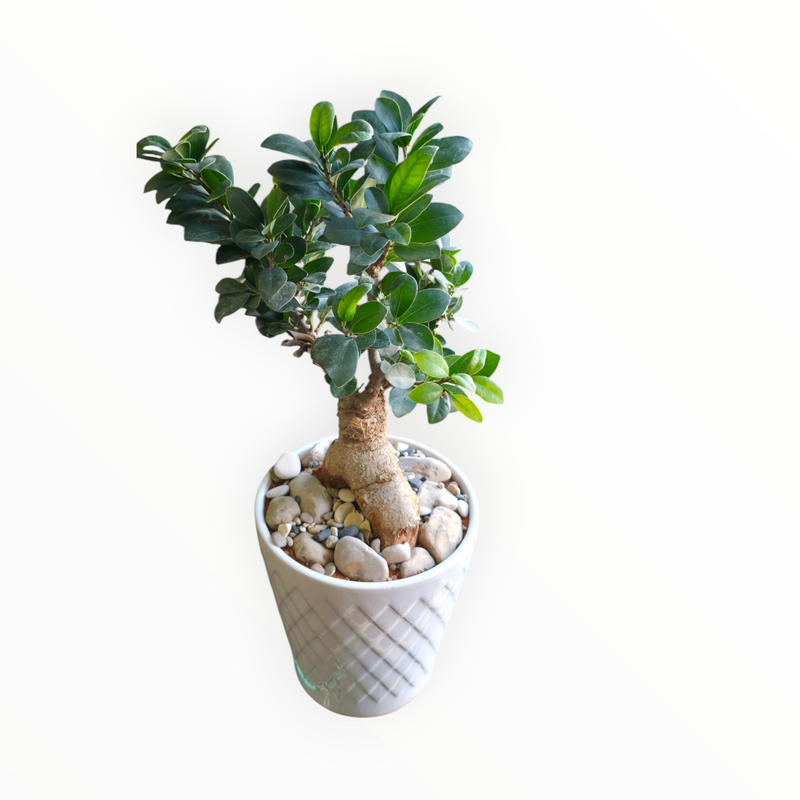 Ginseng White