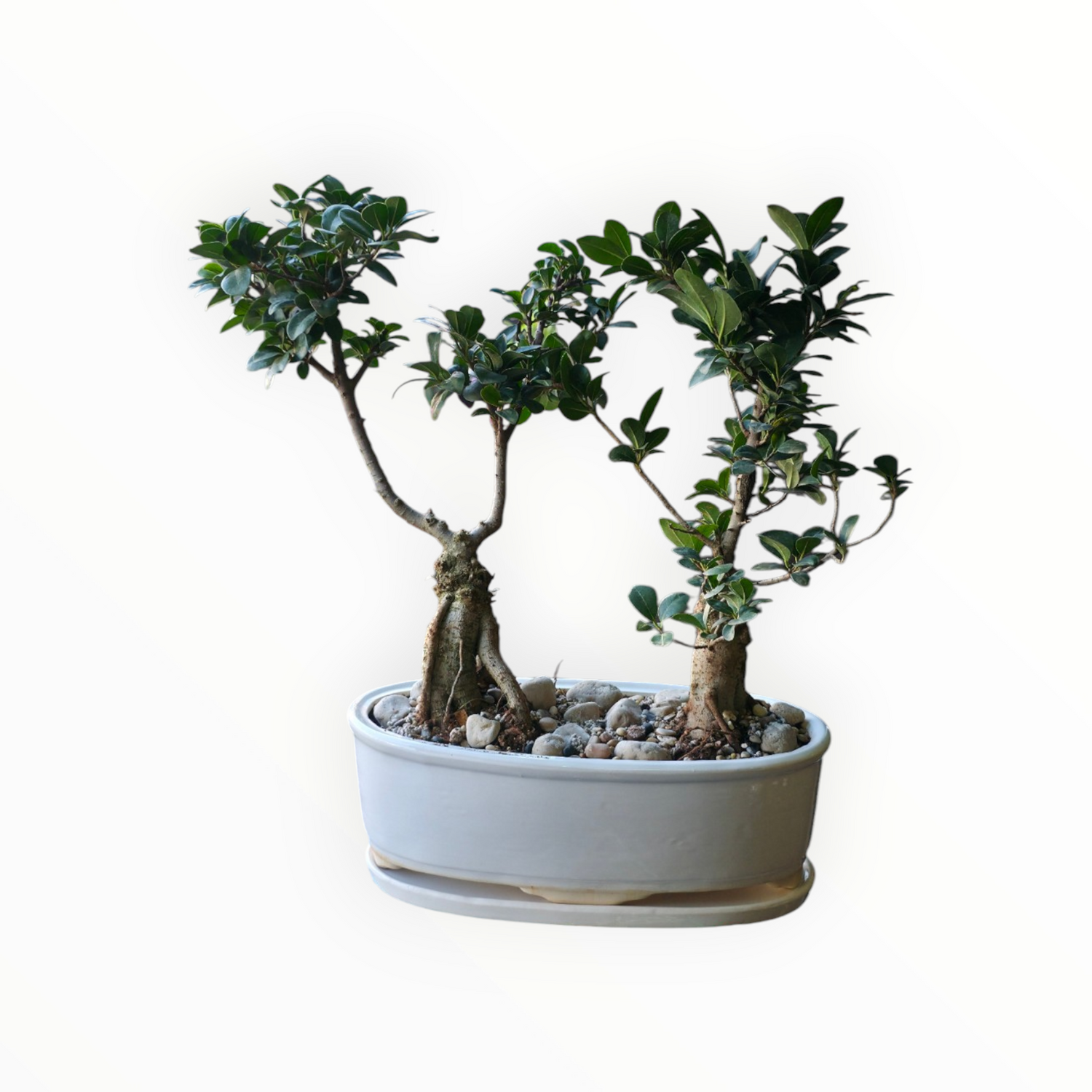 Duo Bonsai