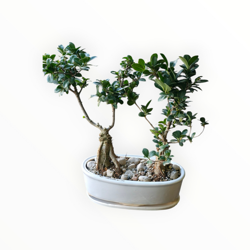 Duo Bonsai