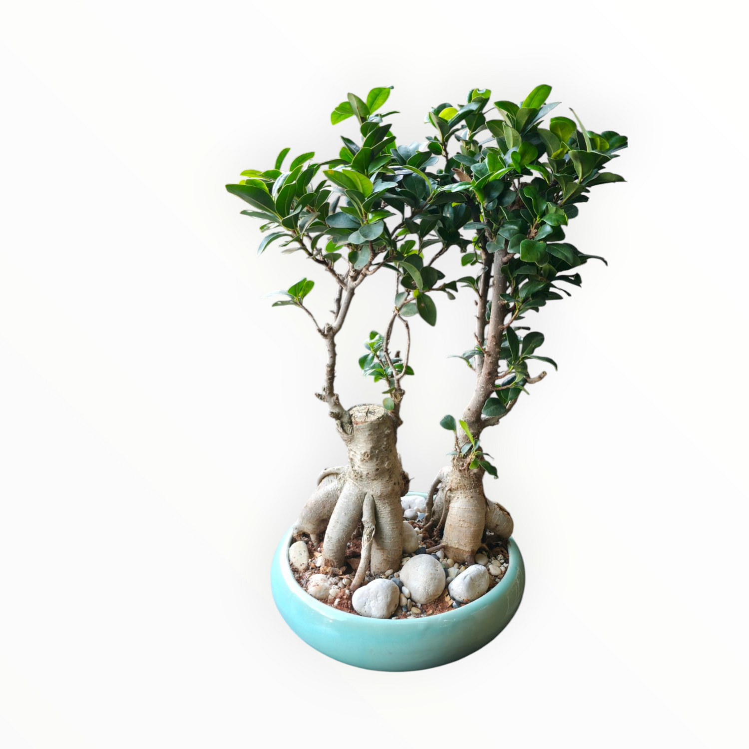 Ficus Circle