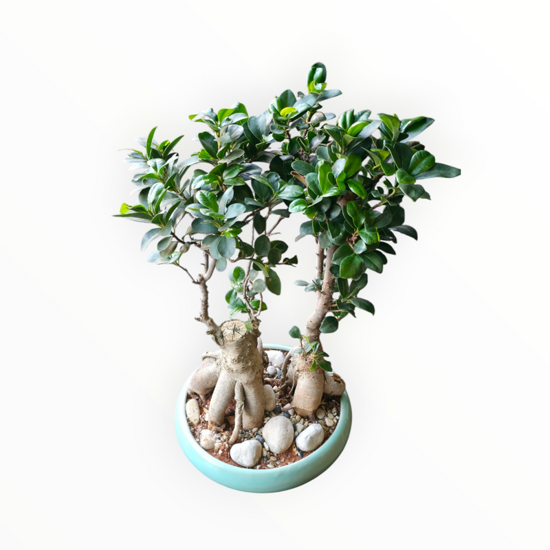 Ficus Circle