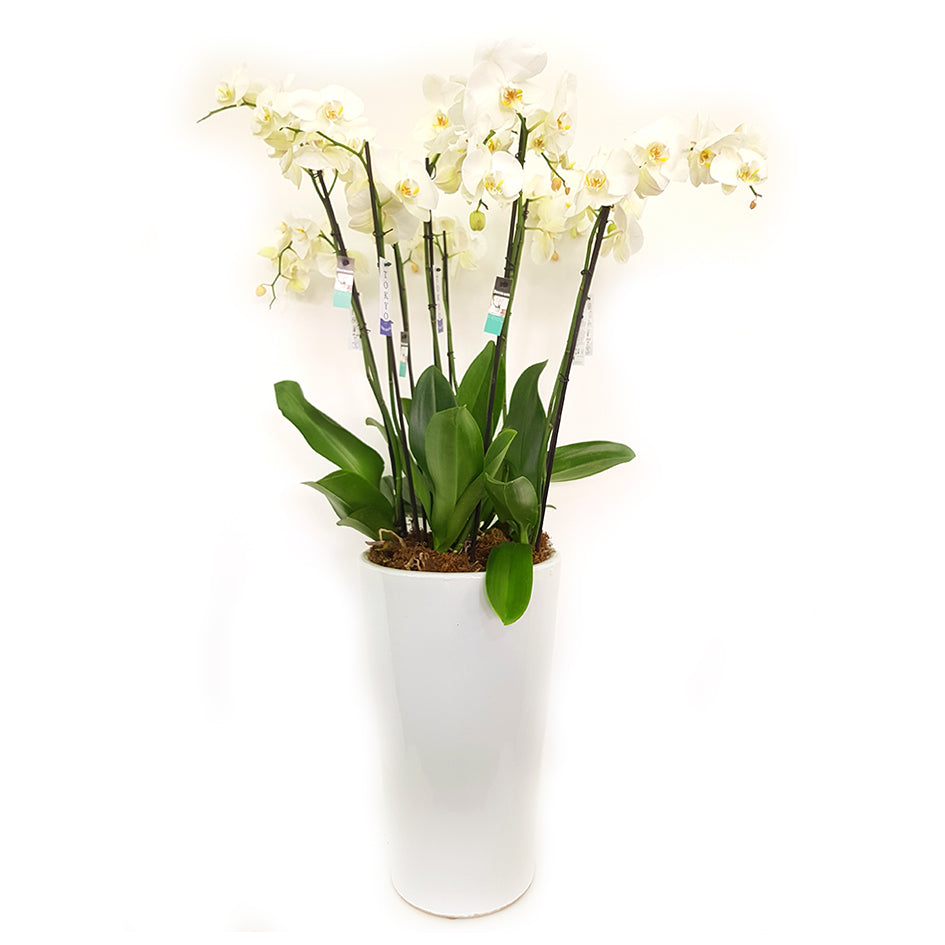 Moth Orchids