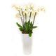 Moth Orchids