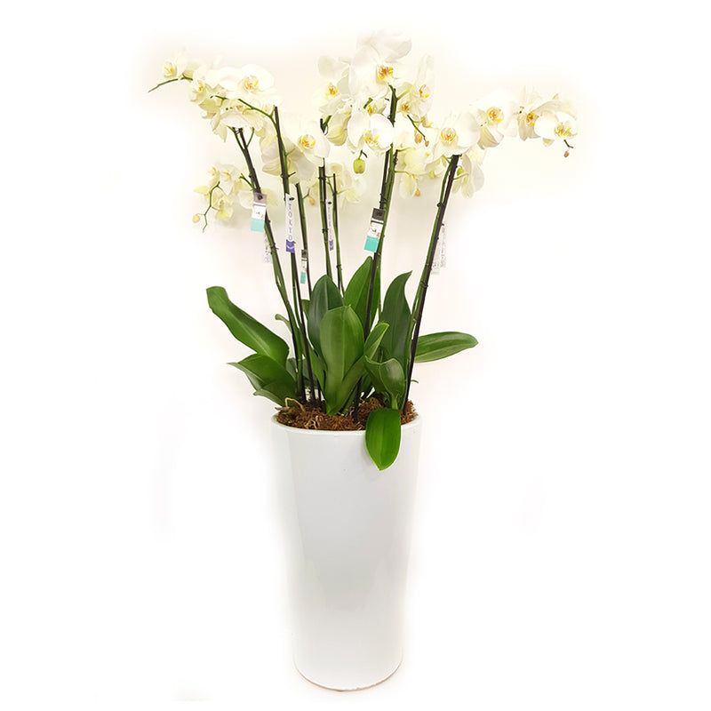Moth Orchids
