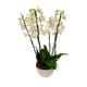 Moth Orchids White