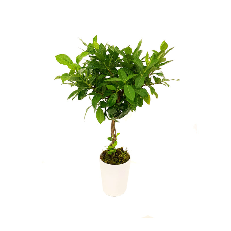 Gardenia