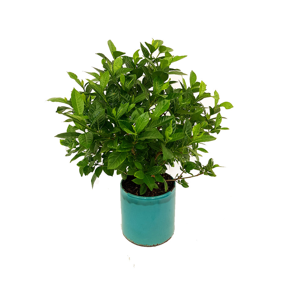 Buff Gardenia