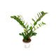 Zamioculcas