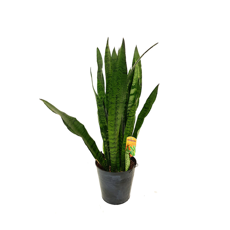Succulant