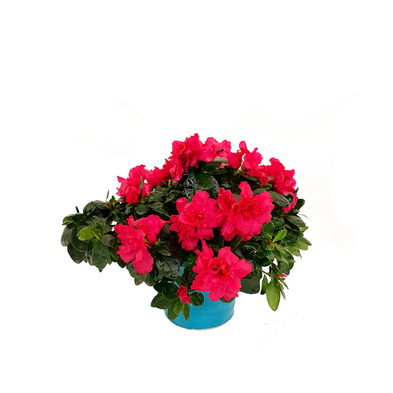 Azalea Mid