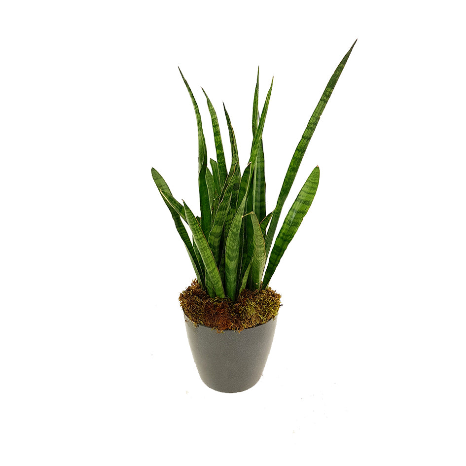 Succulant