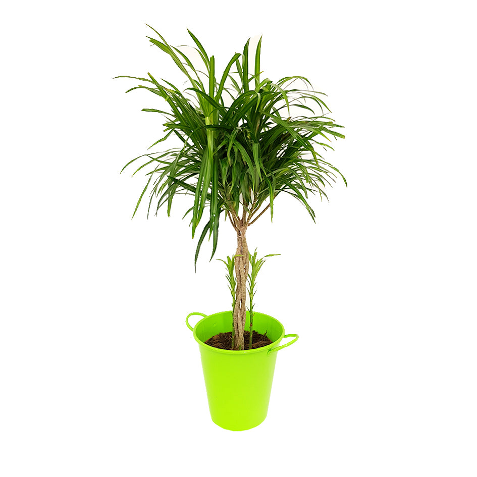 Dracaena