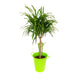 Dracaena