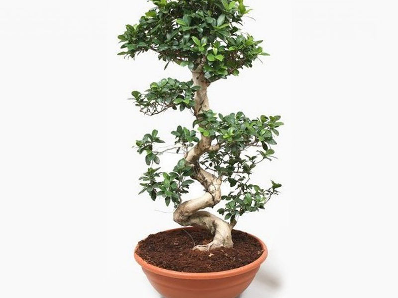 Ficus Bonsai S Shape Big