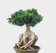 Ficus Bonsai Microcarpa