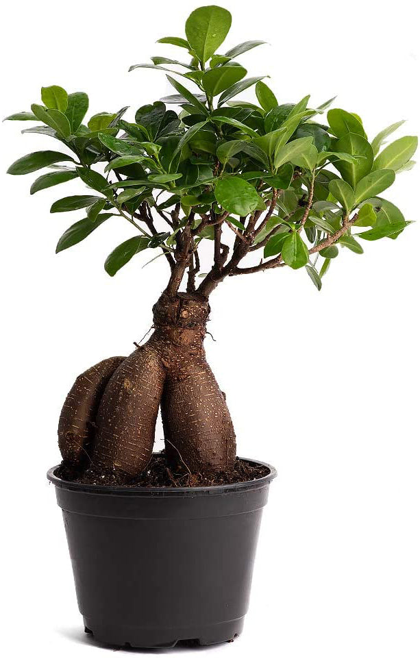 Ficus Grafted Medium