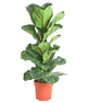 Ficus Lyrata